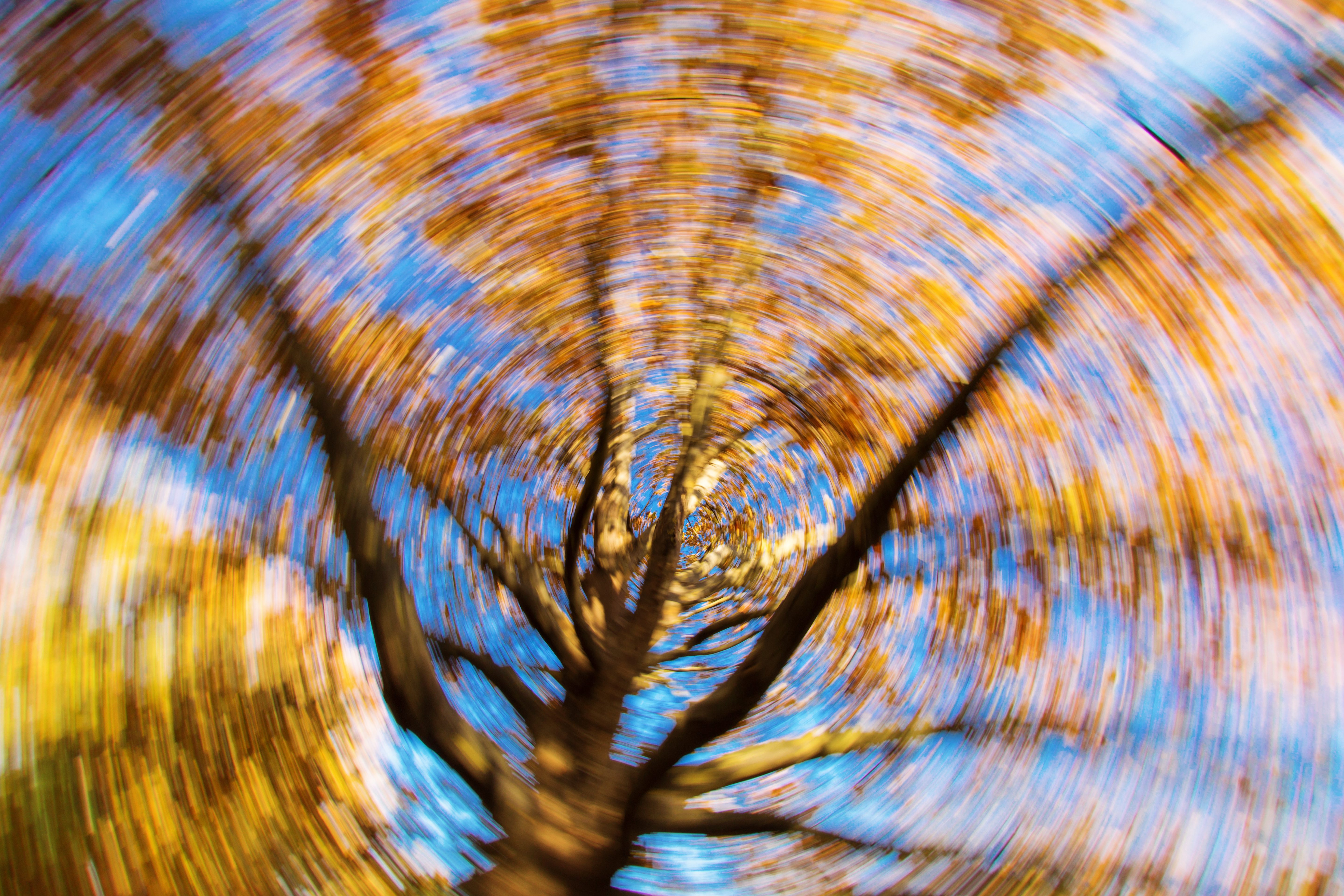 dizzy tree on the blue sky