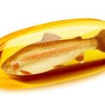 Triglicerídeos: o que fazer para melhor controle? 2 OMEGA 3 PEIXE 1