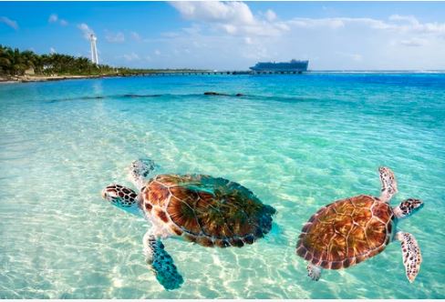 tartaruga Cancun