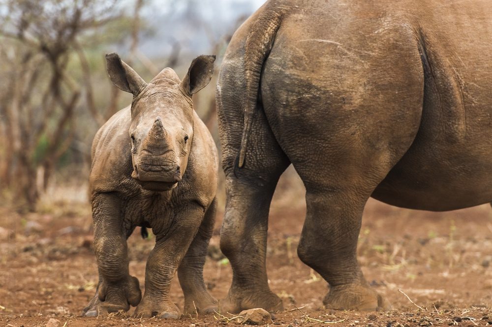 Bebê rinoceronte-branco e seu protetor, KwaZulu Natal, África do Sul