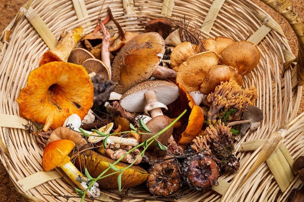 Imagem mostrando o que são cogumelos comestíveis saudáveis
