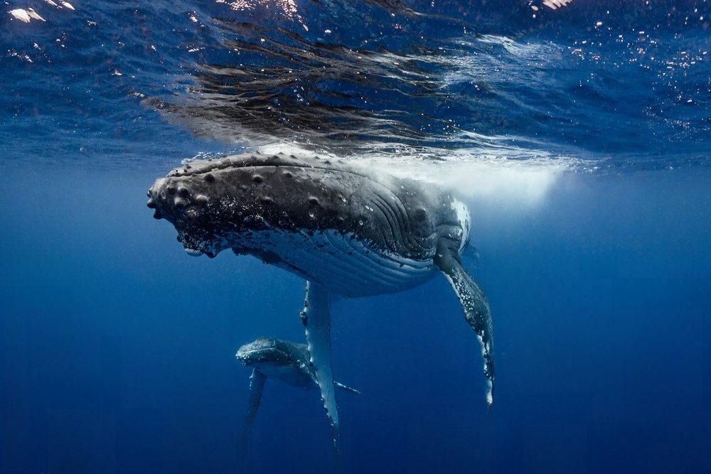 Humpback whale Megaptera novaeangliae and calf in the waters of Tonga