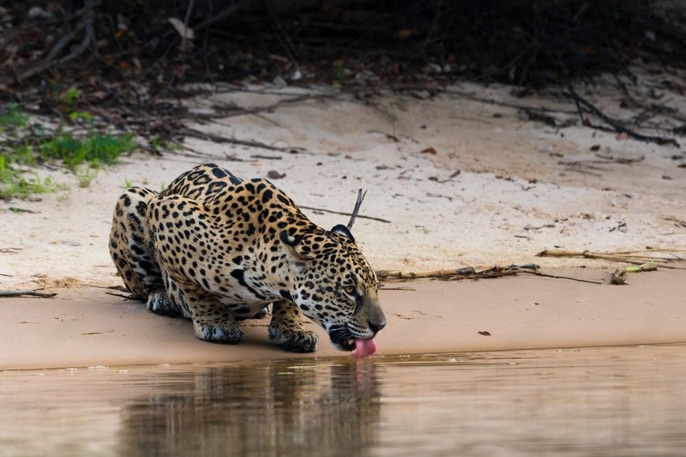 Leopardo (Panthera pardus) bebendo água em um bebedouro