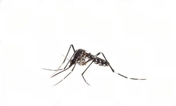 mosquito da dengue