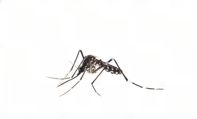 Dengue: Informações Cruciais para Prevenção e Tratamento 2 mosquito da dengue