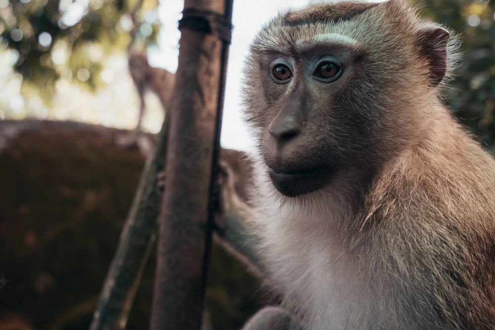 fotografia imagem de um macaco na tailandia retrato