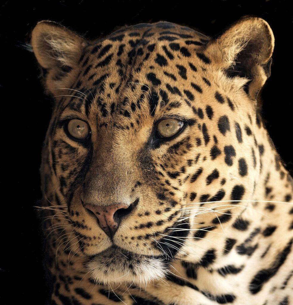 leopard, close, beautiful-2850134.jpg