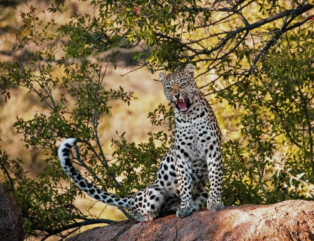 leopard, yawn, morning-1634238.jpg