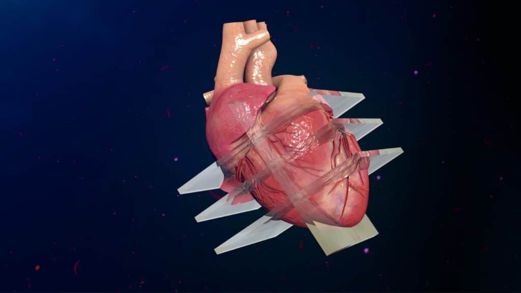 imagem ilustrativa de um coração mostrando suas estruturas cardíacas
