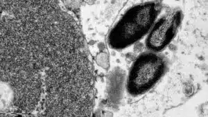 imagem real da bactéria causadora da febre maculosa fotografada por microscópio