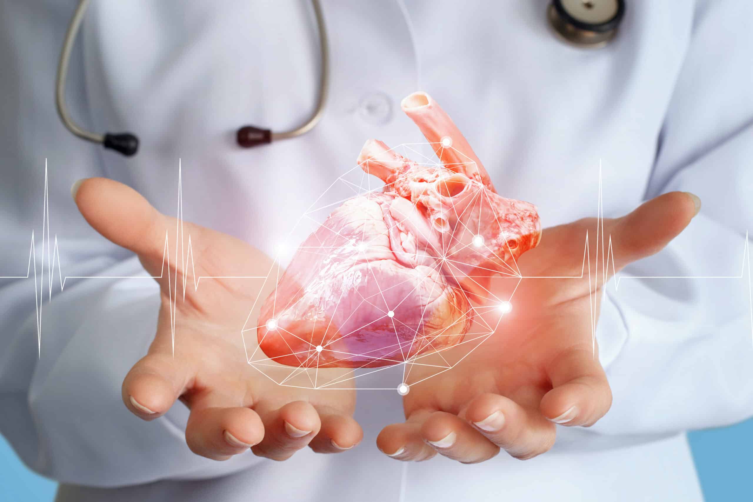Médico cardiologista mostra um coração nas mãos.