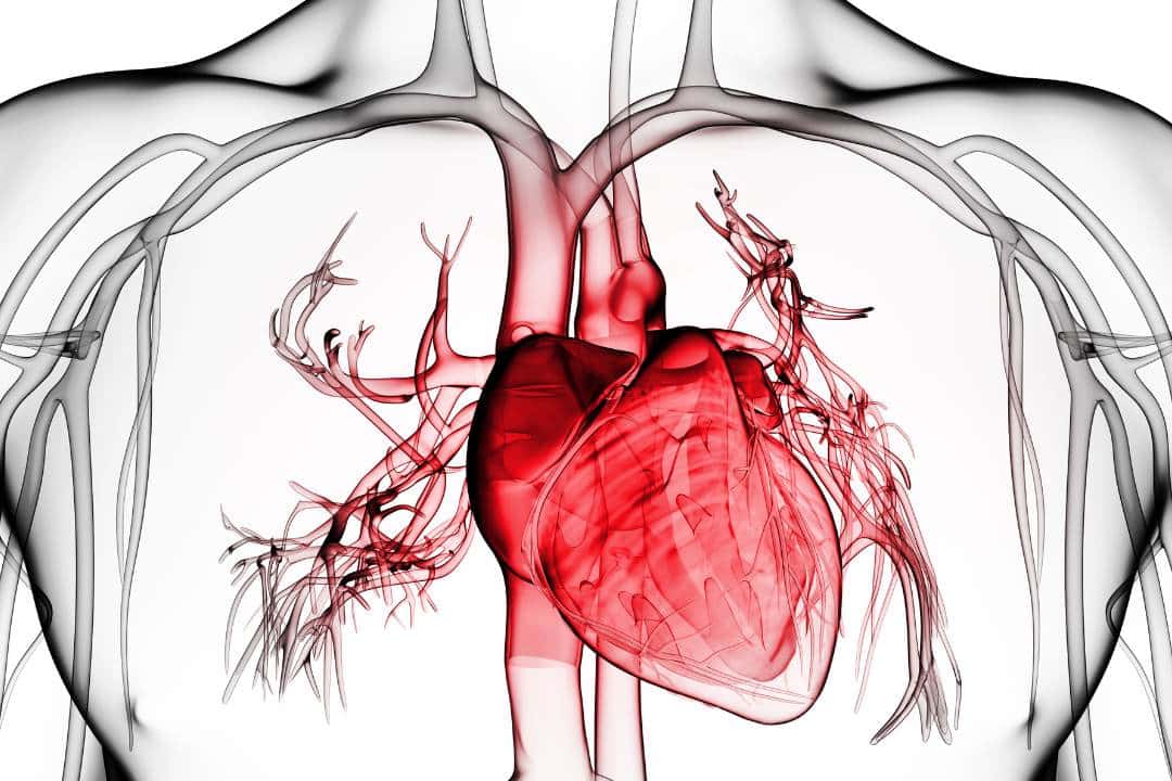 sistema humano cardiovascular