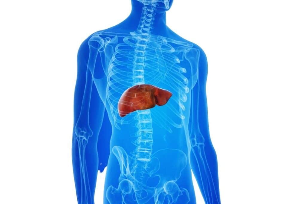 imagem ilustrativa sobre fígado humano