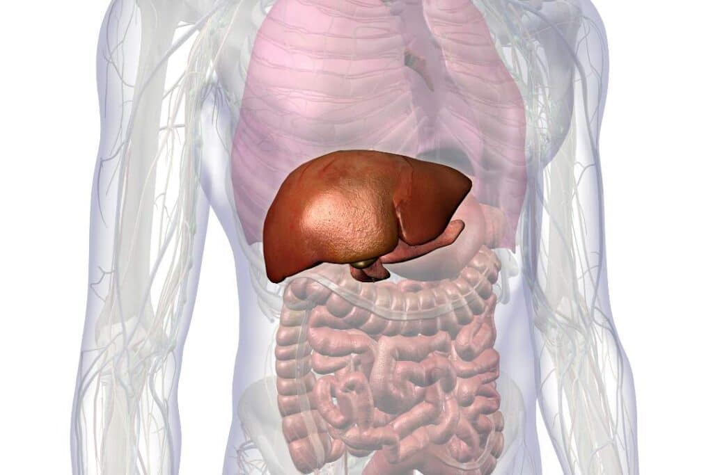 representação de um corpo humano evidenciado o fígado, órgão responsável por sinalizar problemas com Quando algo dá errado, com as transaminases