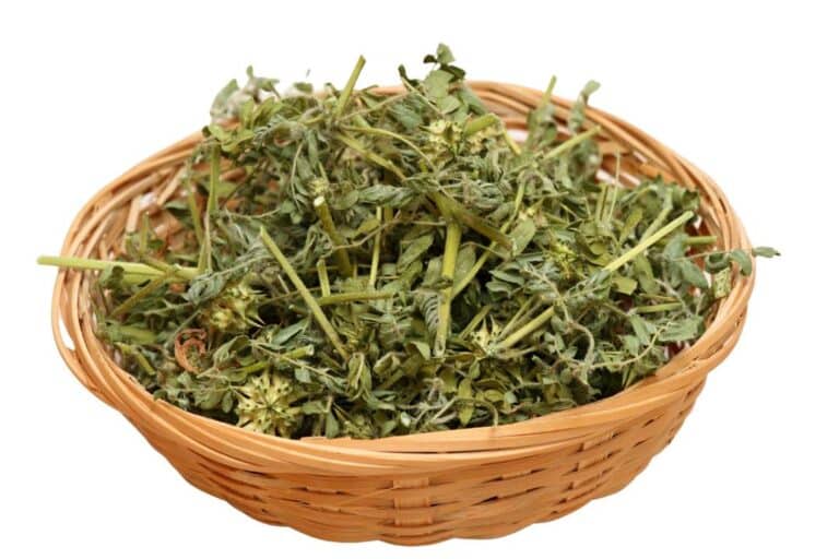Tribulus Terrestris: O que é, para que serve e cuidados ao tomar 5 fundo branco com uma vasilha das folhas secas do Tribulus Terrestris