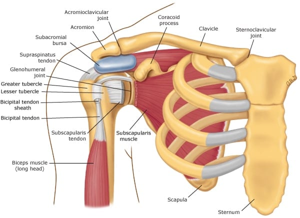 Visão anterior detalhada da anatomia do ombro, destacando ossos, músculos e ligamentos