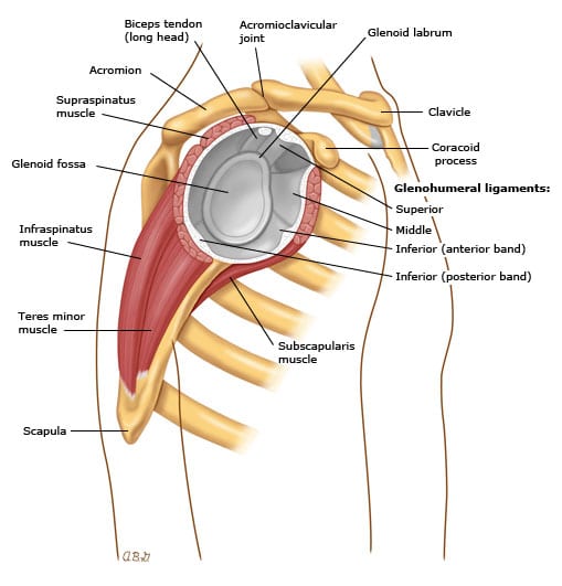 Visão lateral da anatomia do ombro, destacando ossos, músculos e ligamentos