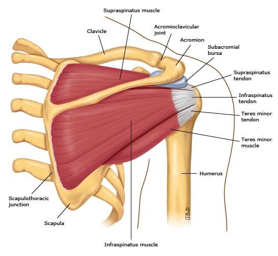 Visão posterior da anatomia do ombro, destacando ossos, músculos e ligamentos.