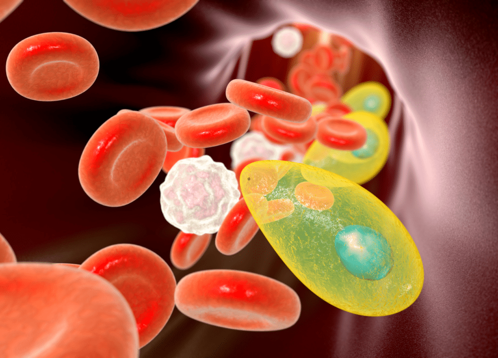parasita da toxoplasmose no sangue